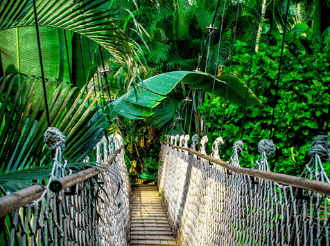 Costa-Rica-Tropical Forest-357x2654-min