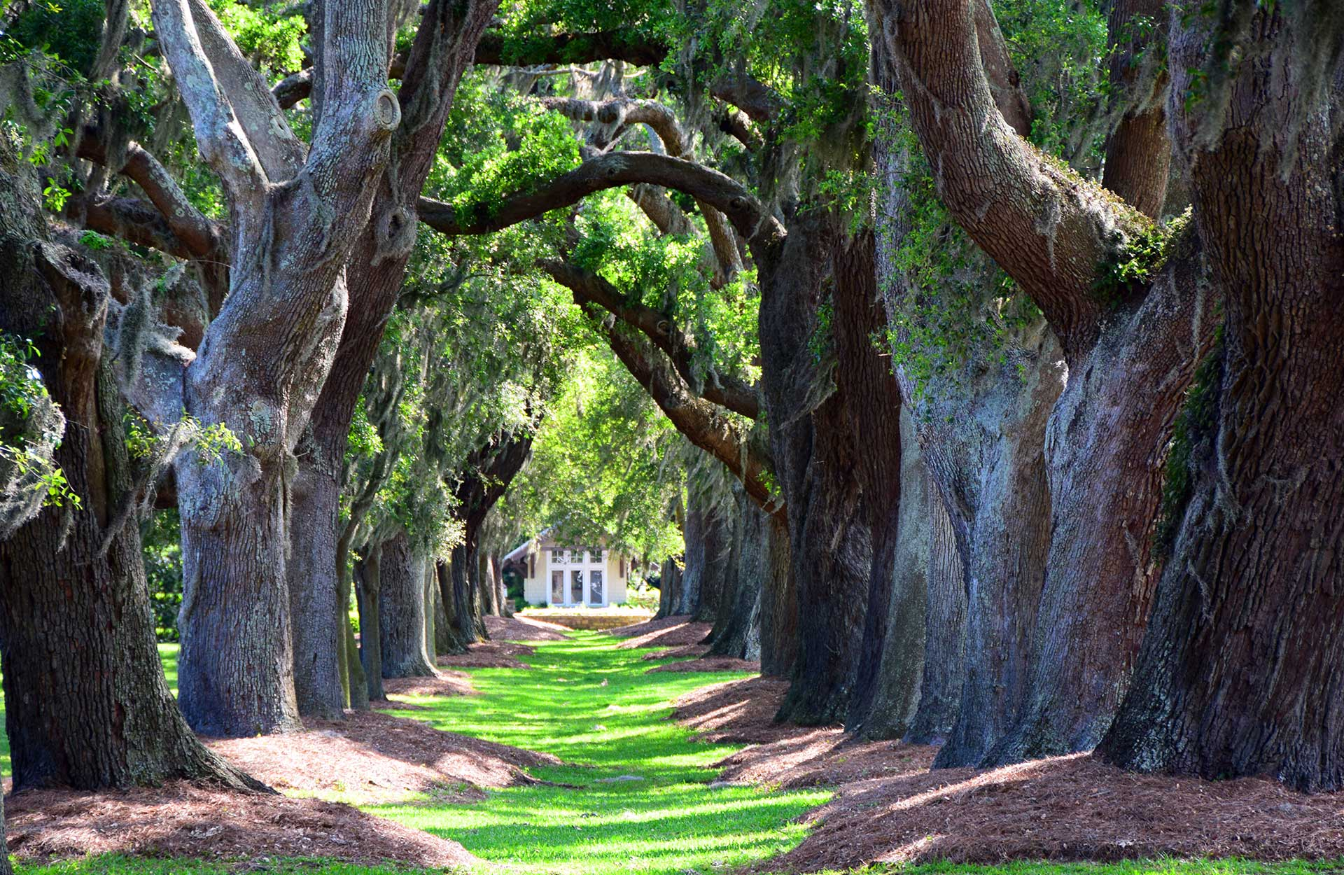 Imagine of a park in Atlanta full of trees