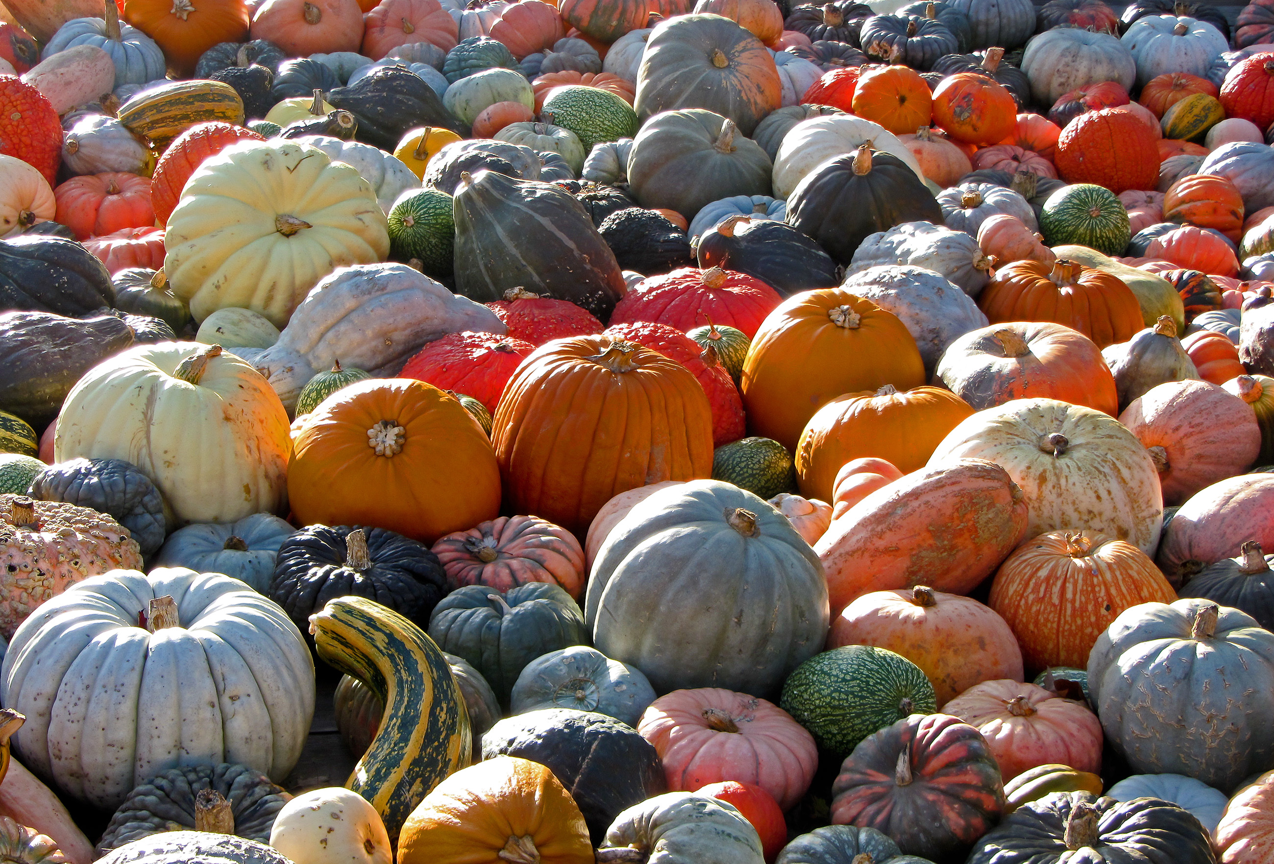 Plenty of pumpkins to inspire a Canadian Thanksgiving dinner