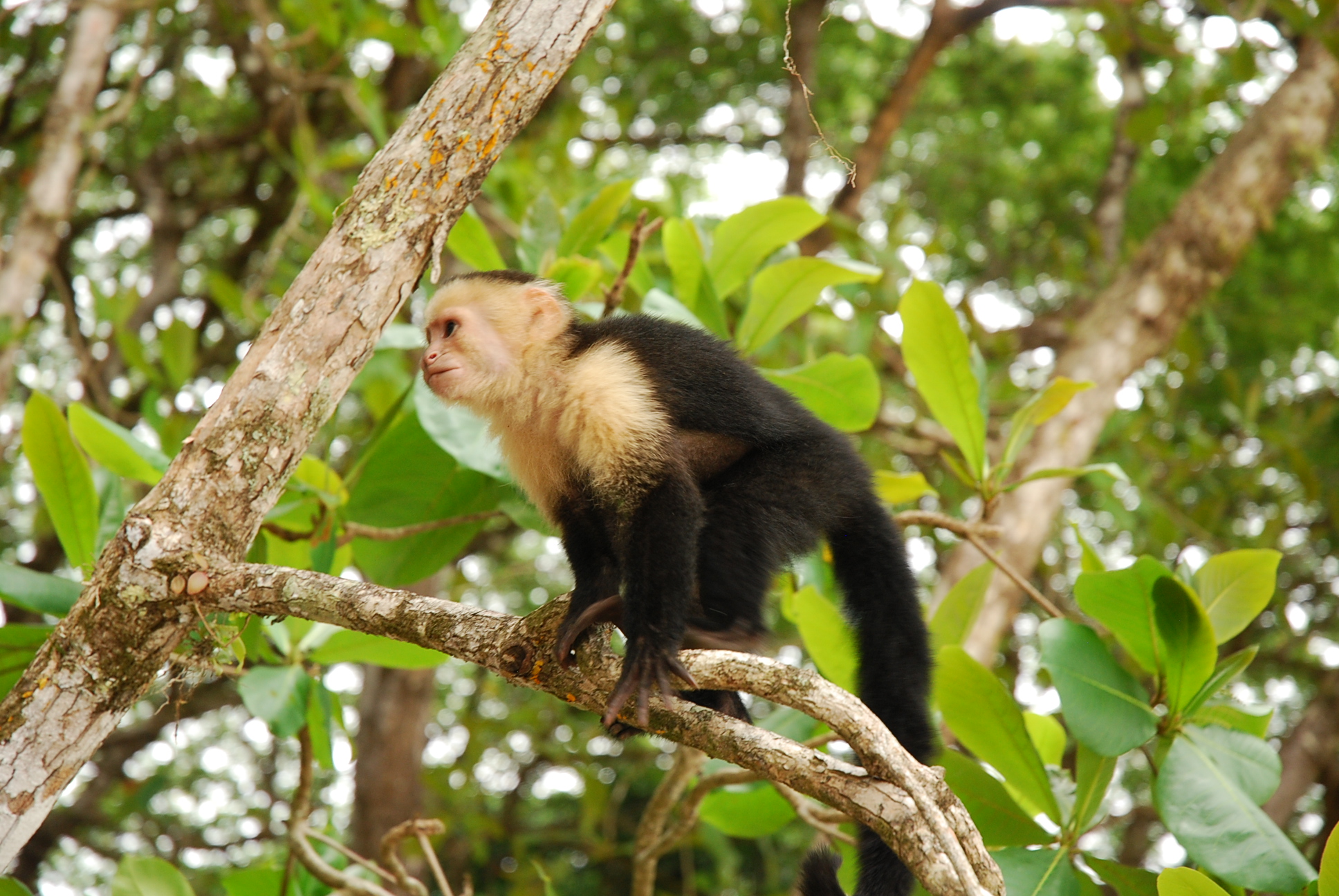 JSED_Costa Rica Student trips_Manuel Antonio Picture of Monkey